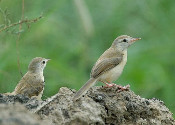 Plain Prinia - Rajesh Shah