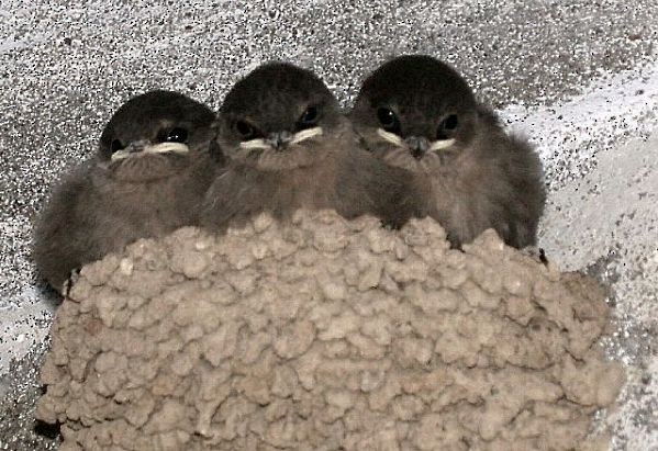 Dusky Crag-Martin - ML378128521
