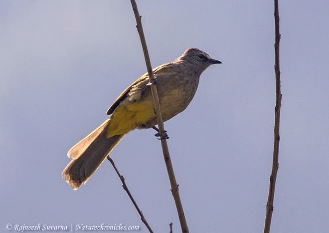 Flavescent Bulbul - Rajneesh Suvarna