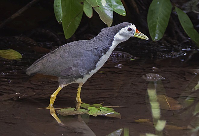 White-breasted Waterhen - ML378129391