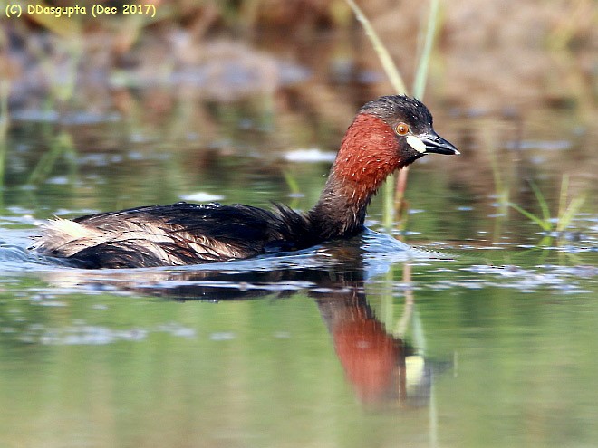 Little Grebe - ML378129601