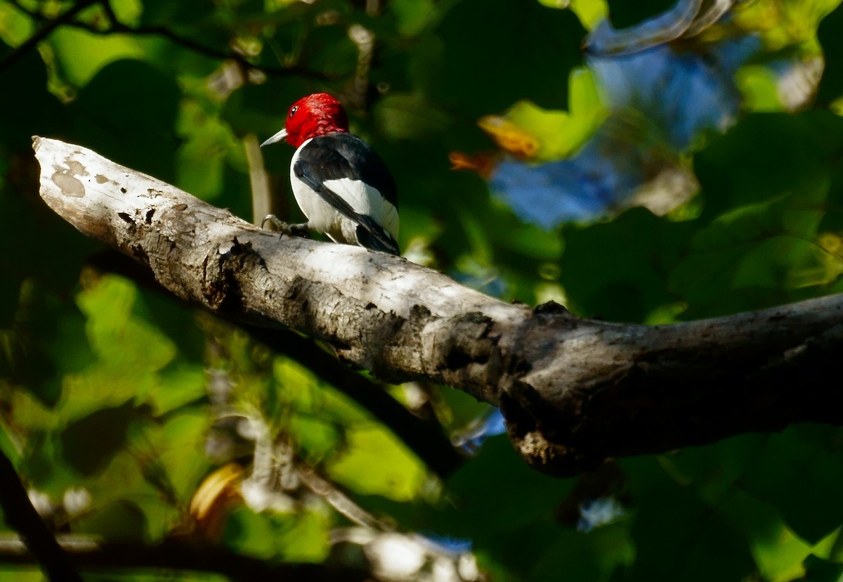 Red-headed Woodpecker - ML37812981