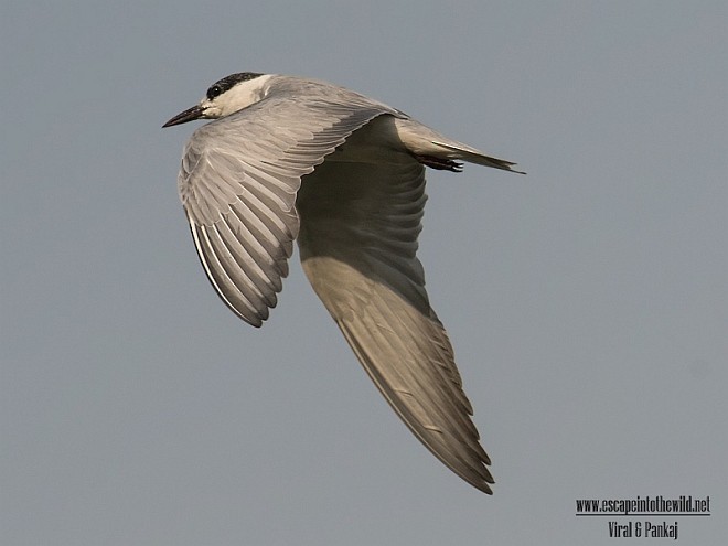 Whiskered Tern - ML378130001