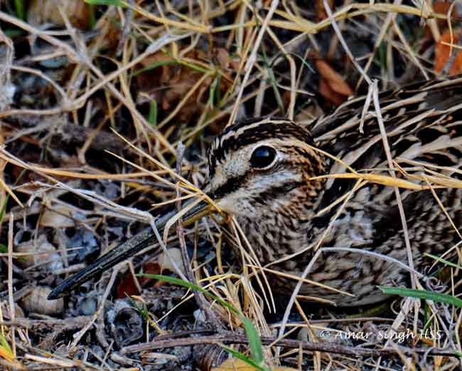 Common Snipe - ML378130221