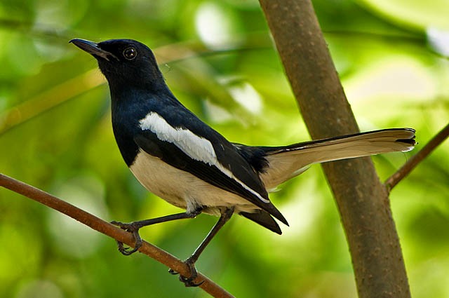 Oriental Magpie-Robin (Oriental) - ML378131671