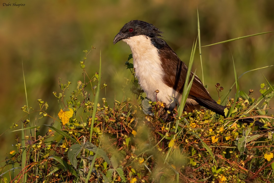 Coppery-tailed Coucal - ML378132531