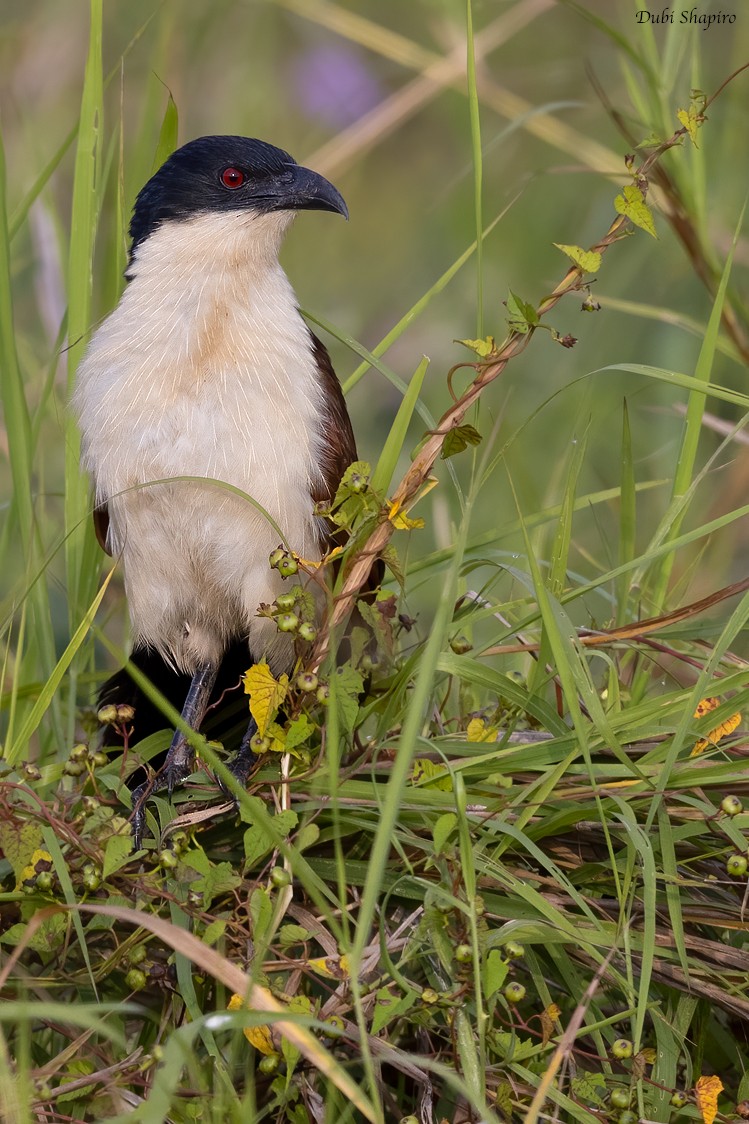 Coppery-tailed Coucal - ML378132571