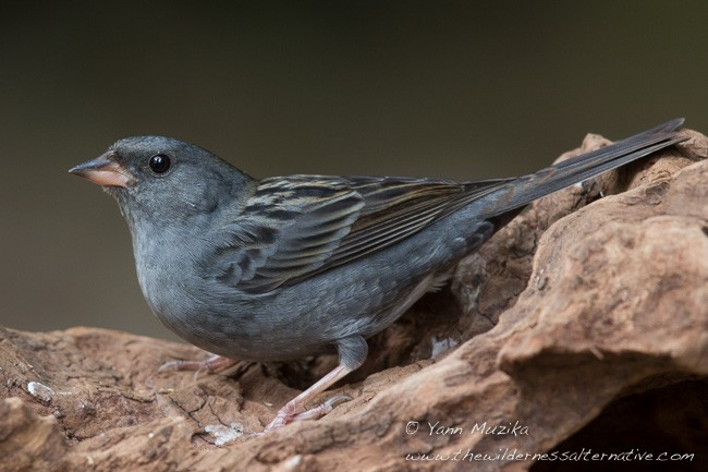 Gray Bunting - ML378132671