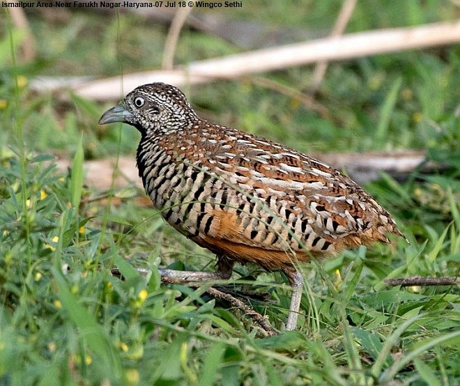 Barred Buttonquail - ML378132881