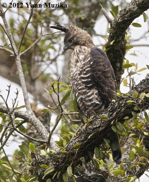 Javan Hawk-Eagle - ML378133981