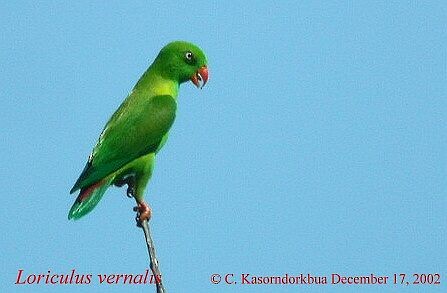 Vernal Hanging-Parrot - ML378134871