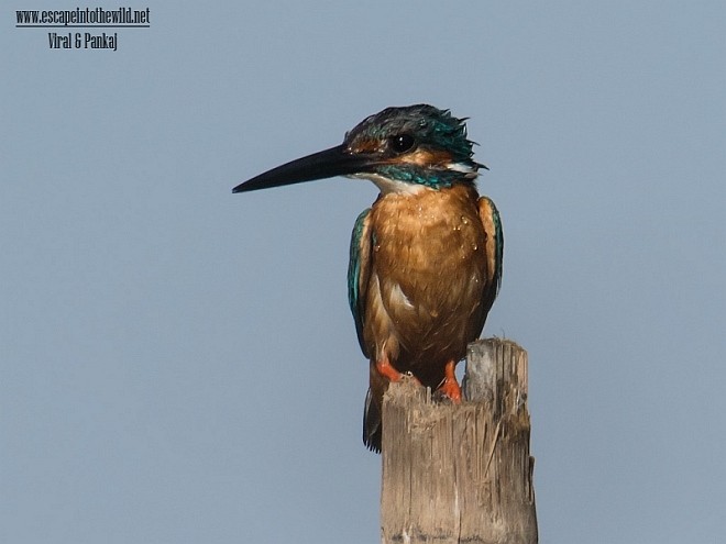 Common Kingfisher - ML378135161