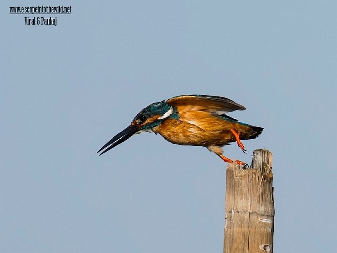 Common Kingfisher - ML378135191