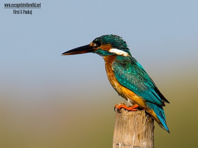 Common Kingfisher - ML378135201