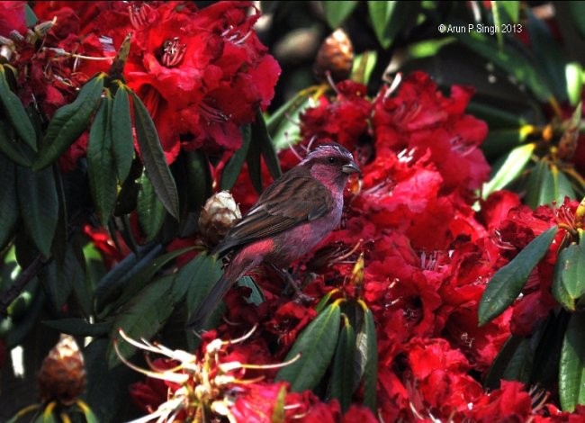 Pink-browed Rosefinch - ML378135541