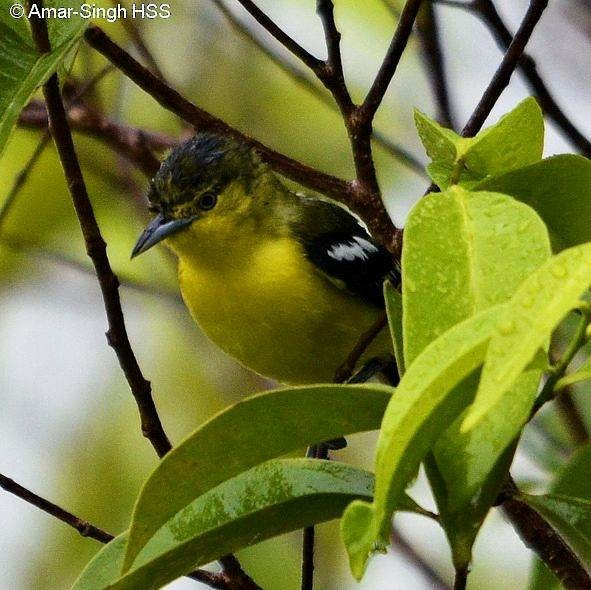 Common Iora - ML378136161