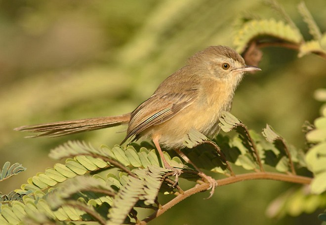 Plain Prinia - Avinash Sant