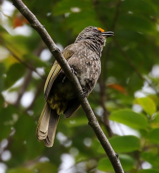 Aceh Bulbul - ML378136801