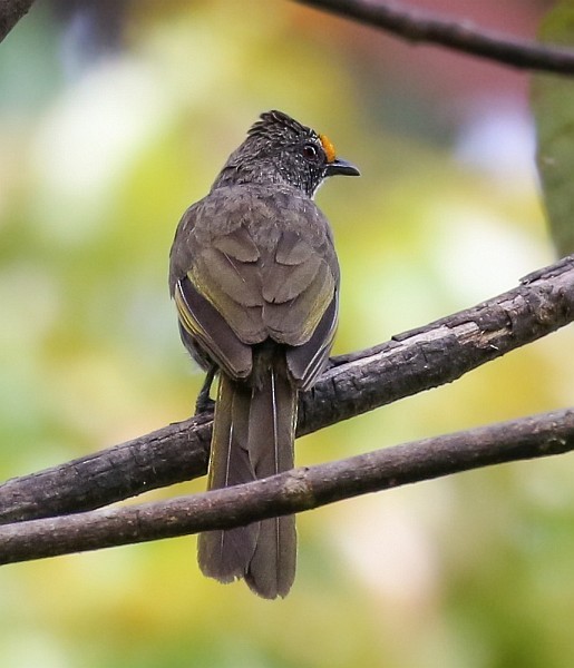 Aceh Bulbul - ML378136821