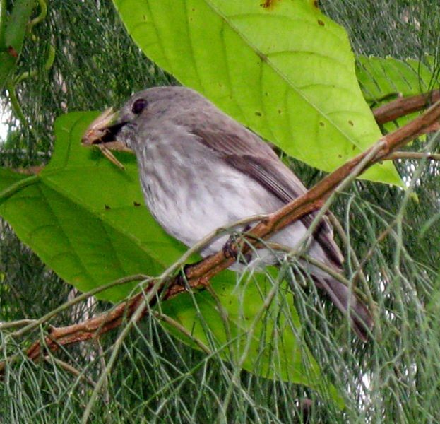 Sulawesi Brown Flycatcher - ML378137511