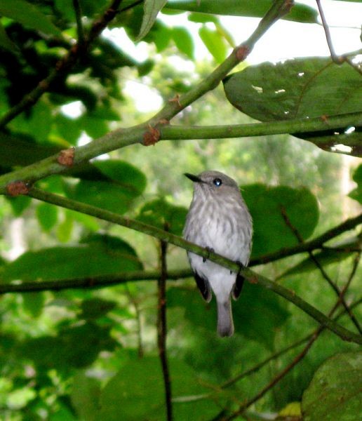 Sulawesi Brown Flycatcher - ML378137551