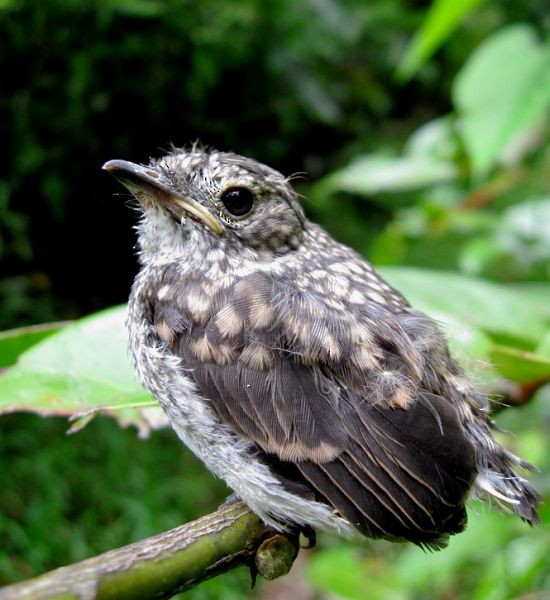 Sulawesi Brown Flycatcher - ML378137581