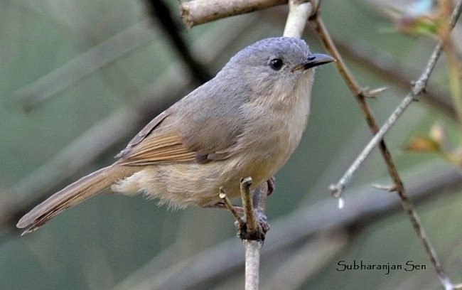 Brown-cheeked Fulvetta - ML378138061