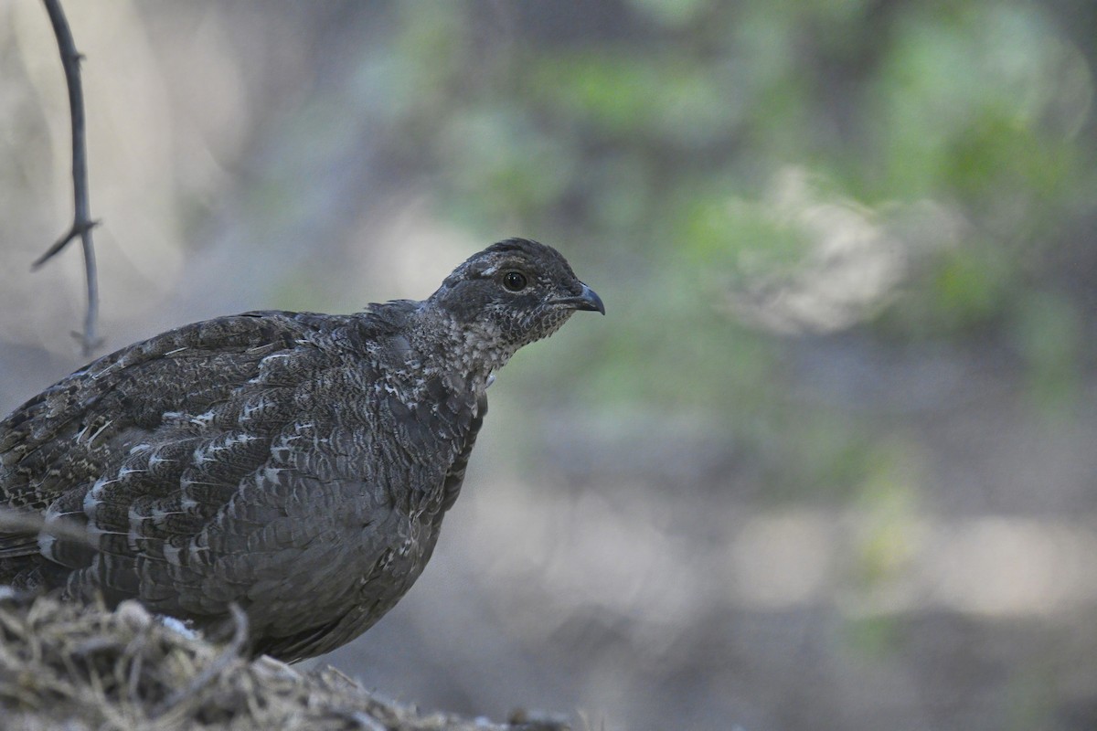 Sooty Grouse - ML378138121