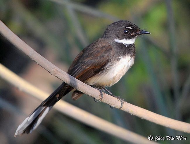 Malaysian Pied-Fantail - ML378138271