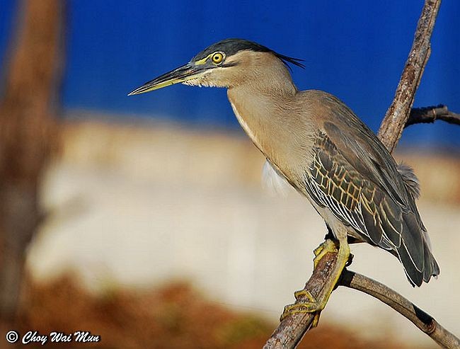 Striated Heron - Choy Wai Mun