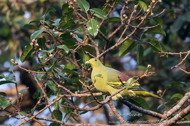 Sumba Green-Pigeon - Yann Muzika