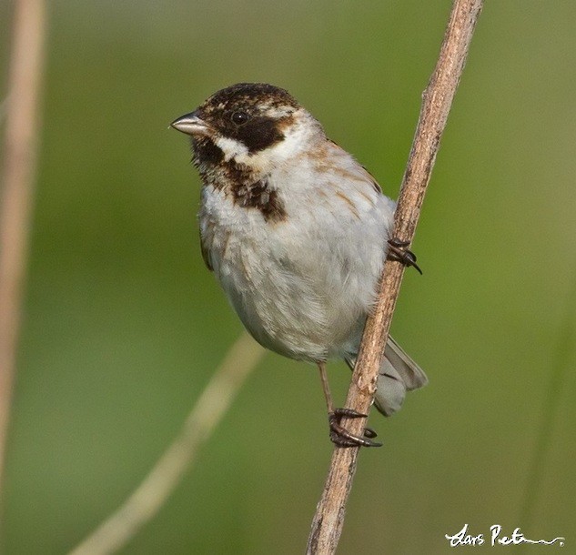 Reed Bunting - Lars Petersson | My World of Bird Photography
