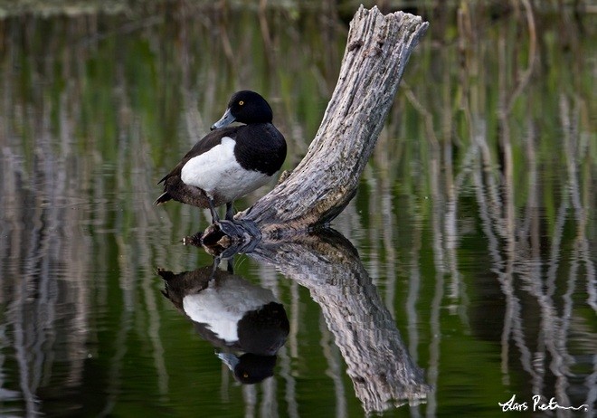 Tufted Duck - Lars Petersson | My World of Bird Photography