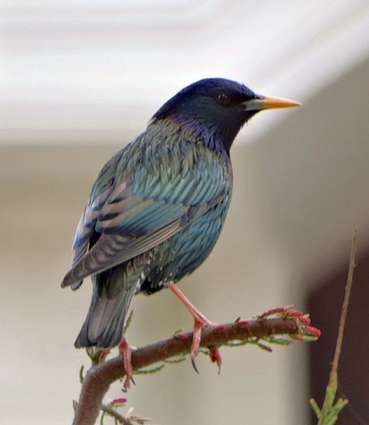 European Starling - ML378141581