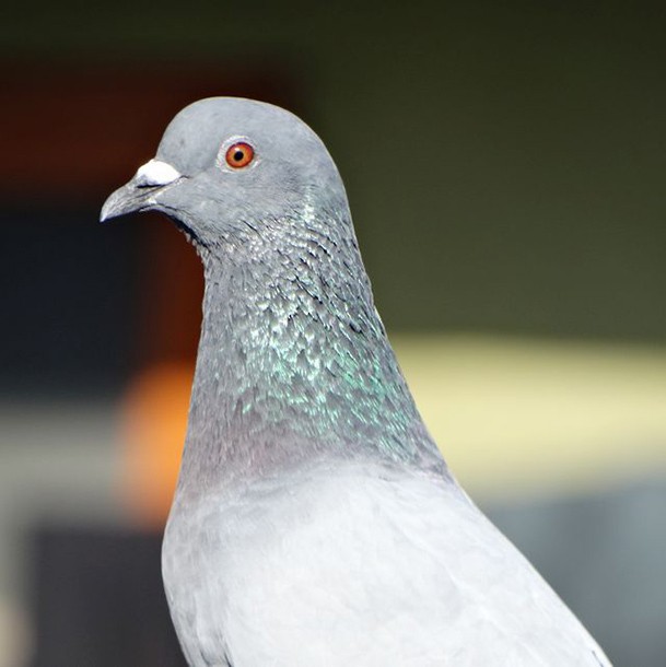 Rock Pigeon (Feral Pigeon) - Anonymous