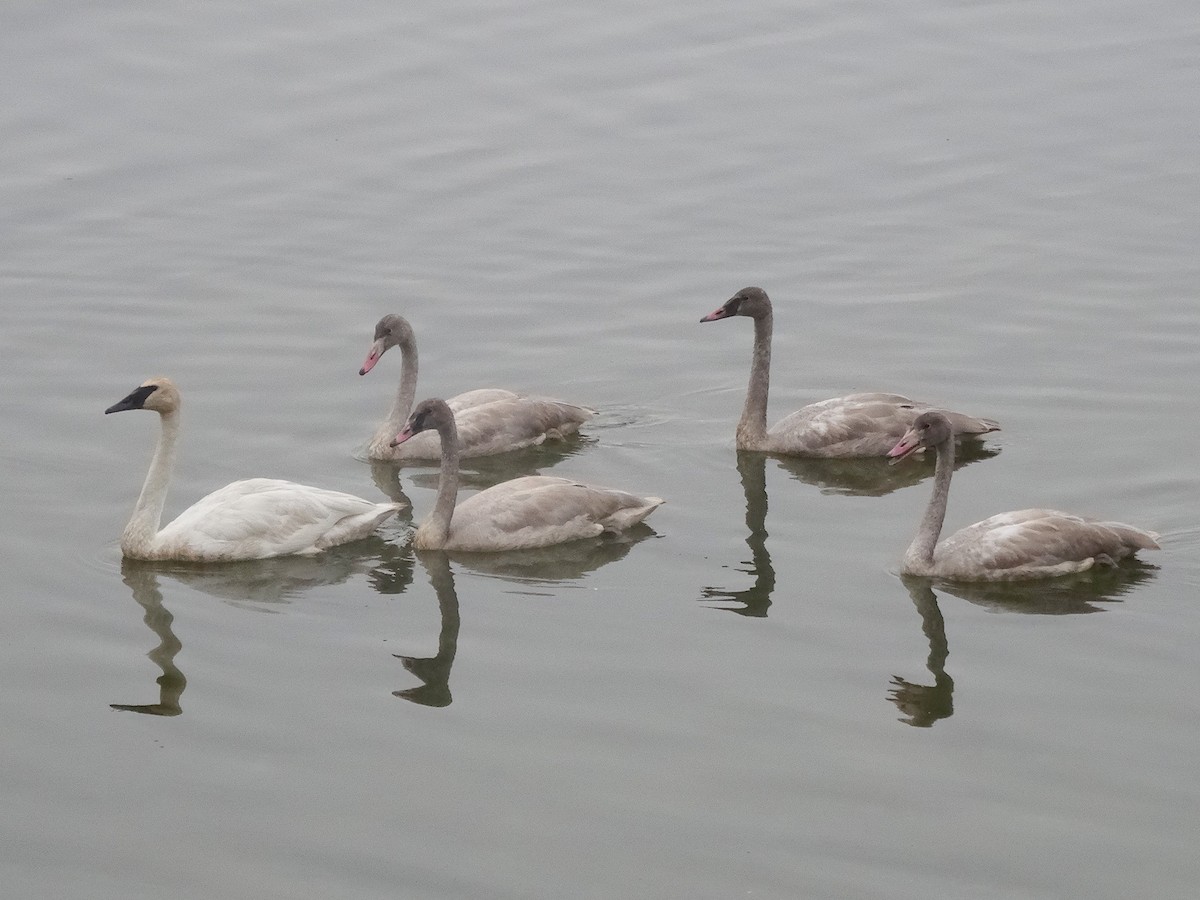 Trumpeter x Whooper Swan (hybrid) - Thomas Koffel