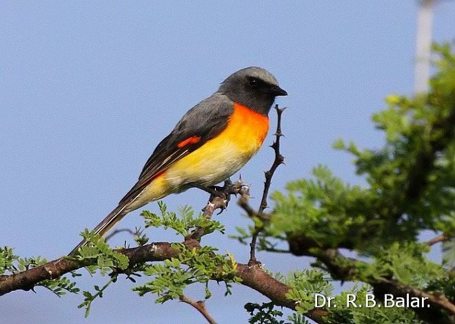 Small Minivet - ML378144361