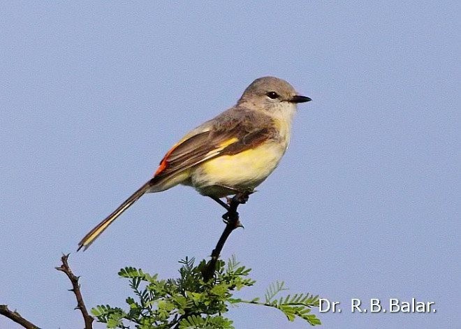 Small Minivet - ML378144371