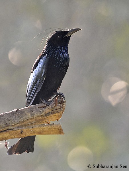 Hair-crested Drongo (Hair-crested) - ML378144651