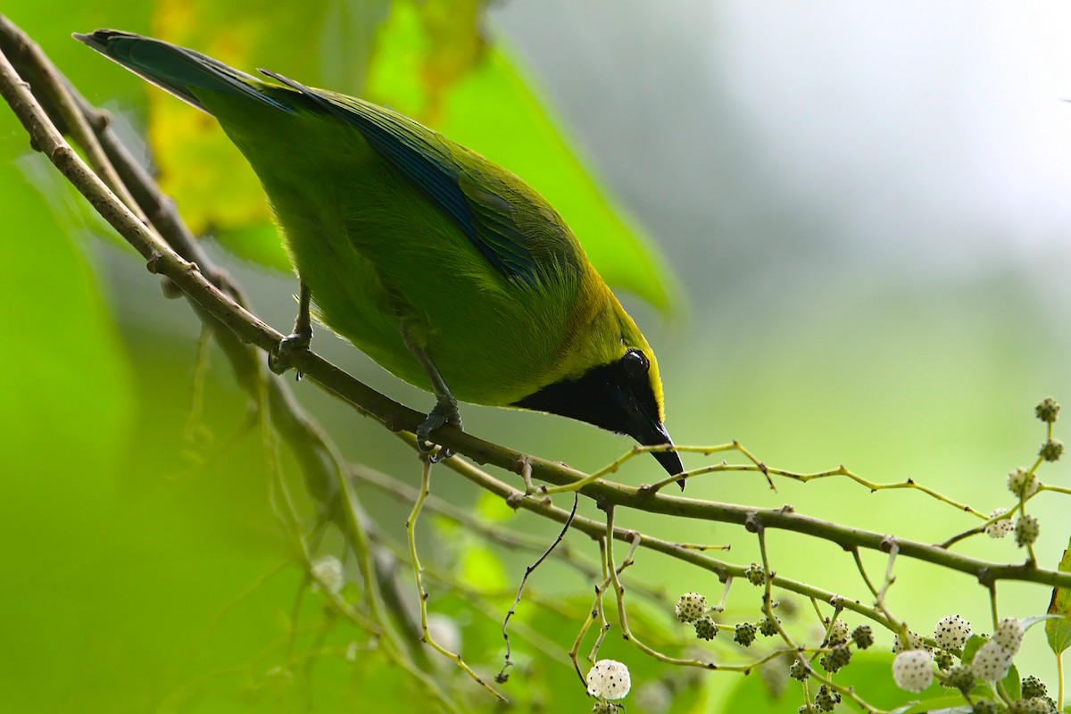 Blue-winged Leafbird - VINODKUMAR SARANATHAN
