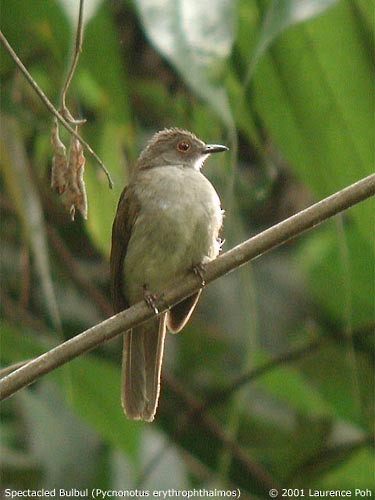 Spectacled Bulbul - ML378144981