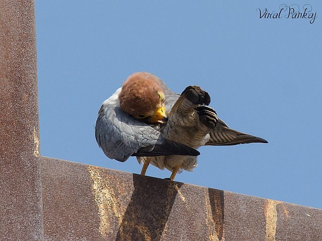 Red-necked Falcon (Asian) - ML378144991