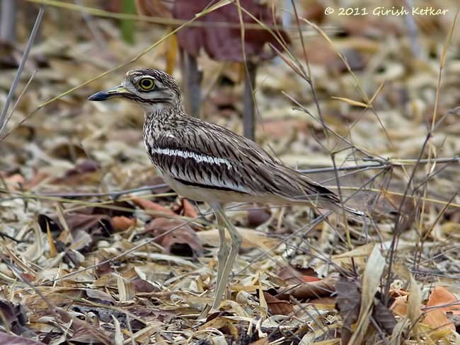 Indian Thick-knee - GIRISH KETKAR