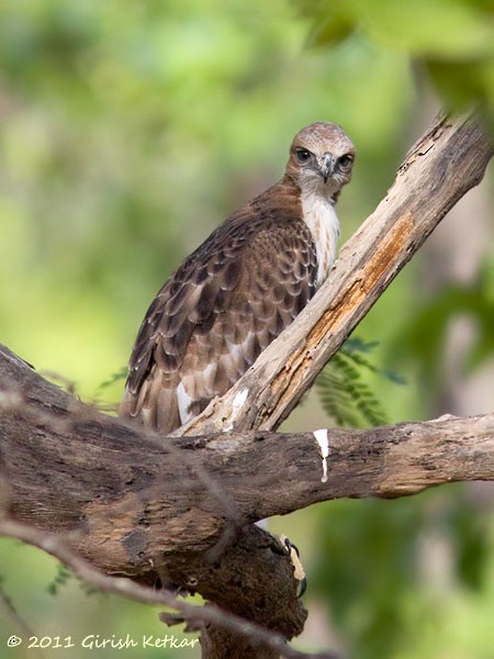 Águila Variable (crestada) - ML378145061