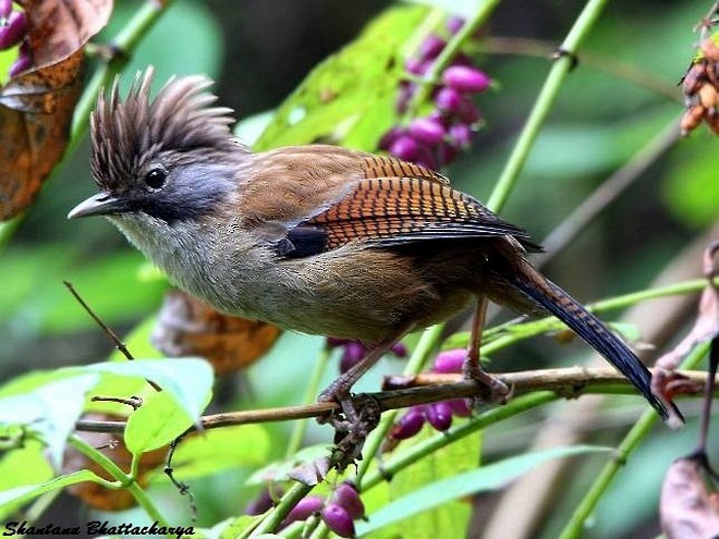 Hoary-throated Barwing - ML378145611