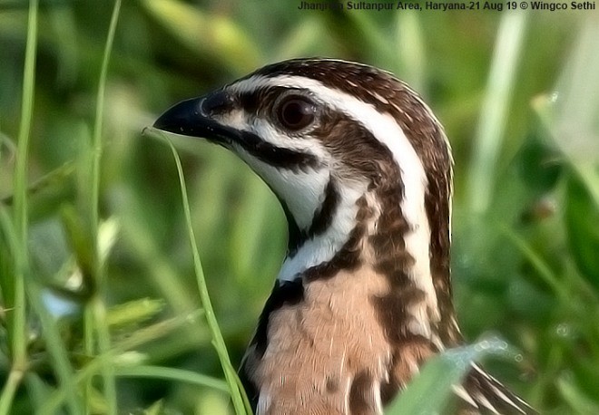 Rain Quail - ML378145871