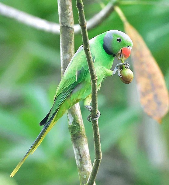 Layard's Parakeet - Wasantha Dissanayake