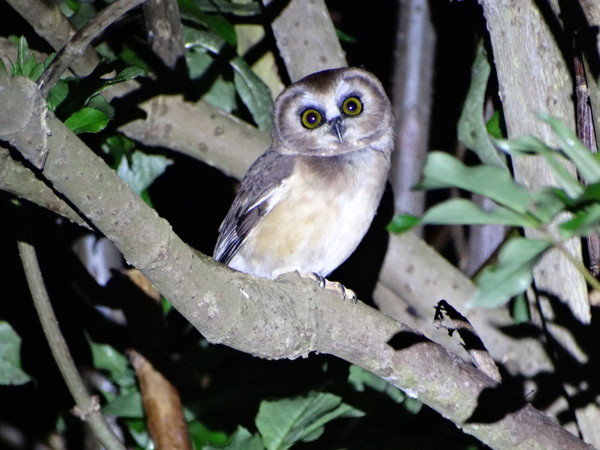 Unspotted Saw-whet Owl - ML378146491