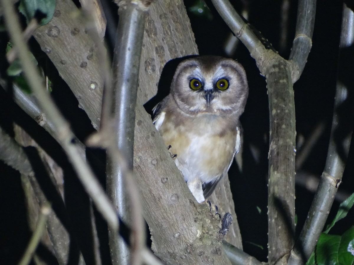 Unspotted Saw-whet Owl - ML378146521