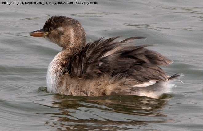 Little Grebe - ML378146551